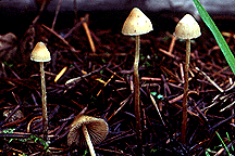 Psilocybe silvatica-1.gif